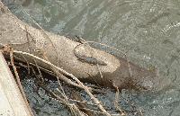 Ещё один крокодил