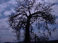 Баобаб во время затмения